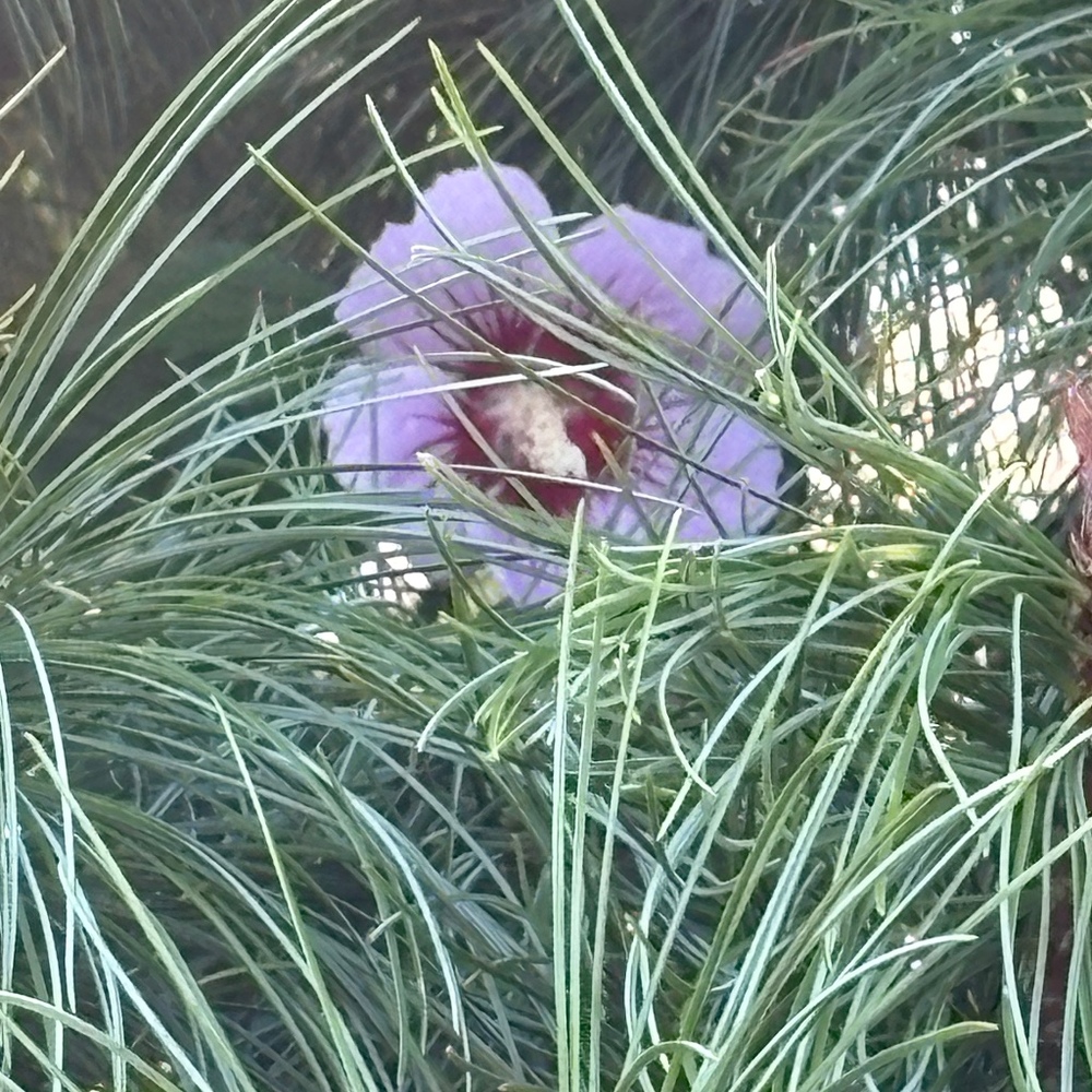 Meet your Posher, Sonny